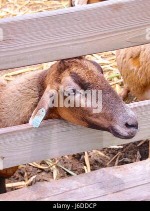 Camerun pecore closeup in Taiwan Foto Stock