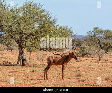 Tsessebe antilopi nel sud della savana africana Foto Stock