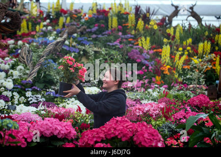 Charlotte Oakes rende il finale di composizioni floreali sul Birmingham City Council display durante i preparativi per la RHS Chelsea Flower Show 2017 presso il Royal Hospital Chelsea a Londra. Foto Stock