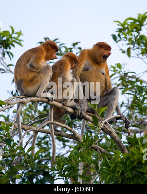 Famiglia di scimmie probosciche sedute su un albero nella giungla. Indonesia. L'isola del Borneo (Kalimantan). Foto Stock