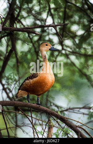 Minor fischio d'anatra, (Dendrocygna javinca), appollaiato in un albero, Keoladeo Ghana National Park, Bharatpur Rajasthan, India Foto Stock