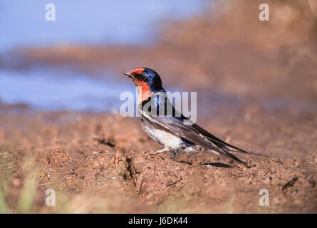 Barn Swallow, (Hirundo rustica), raccogliendo il fango dalla massa di materiale di nido, Byron Bay, Nuovo Galles del Sud, Australia Foto Stock