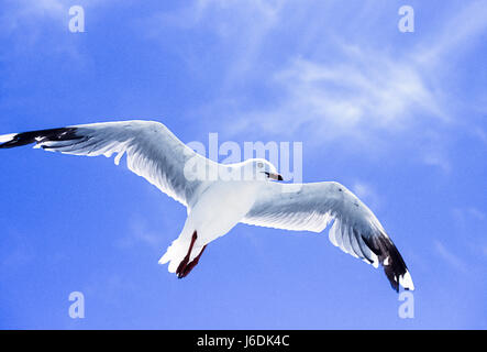 Gabbiano argento, Chroicocephalus novaehollandiae, Byron Bay, Australia Foto Stock