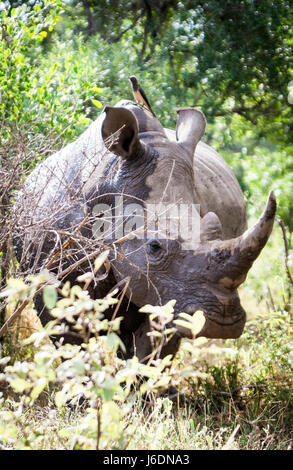 Lone white rhino pascolo con un bue pecker bird su si torna dopo un bagno di fango nel Parco Nazionale di Kruger, Sud Africa Foto Stock