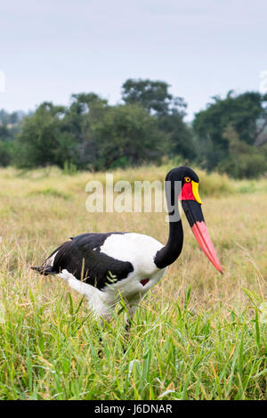 Sella fatturati stork caccia in erba alta nel Parco Nazionale di Kruger, Sud Africa Foto Stock