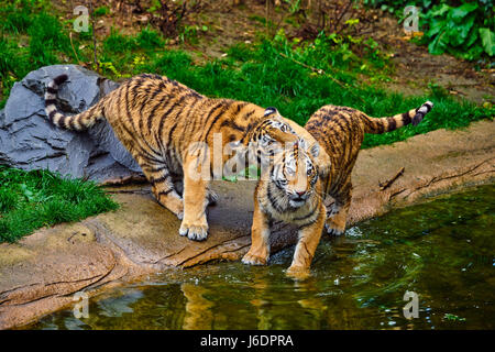 Due giovani tigri. Tiger Cub Foto Stock