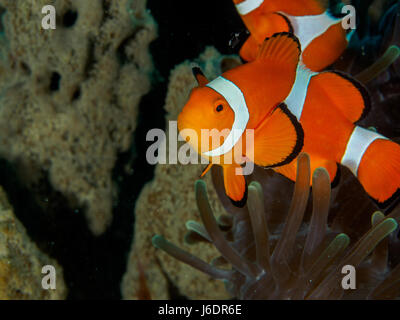 Amphiprion Ocellaris Clownfish In Marine Foto Stock