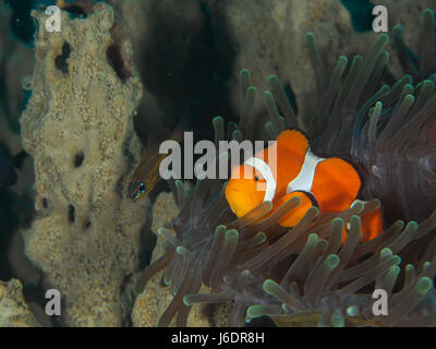 Amphiprion Ocellaris Clownfish In Marine Foto Stock