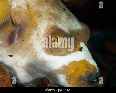 Subacquea, Close-up di Puffer fish Foto Stock