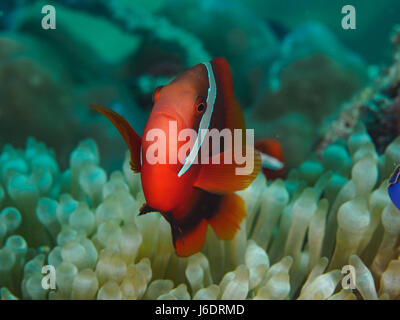 Red-White Clownfish sul amemone Foto Stock