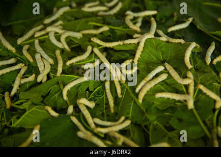 Bachi da seta mangiano foglie di gelso in una fabbrica di seta. Rajshahi, Bangladesh Foto Stock