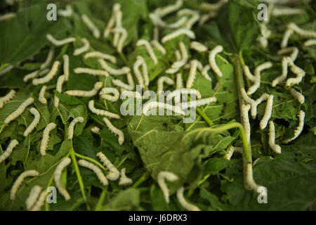 Bachi da seta mangiano foglie di gelso in una fabbrica di seta. Rajshahi, Bangladesh Foto Stock