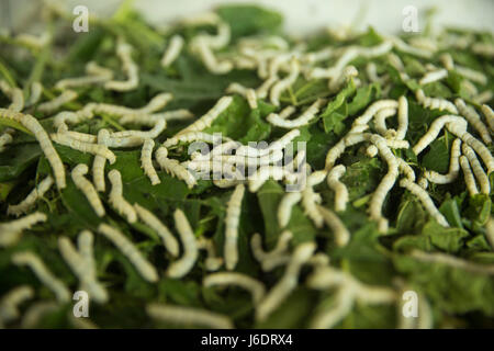 Bachi da seta mangiano foglie di gelso in una fabbrica di seta. Rajshahi, Bangladesh Foto Stock