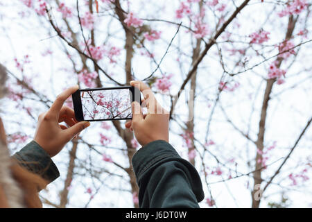 Donna tenere lo smartphone foto tenendo la bellezza di fiori di ciliegio floral Foto Stock