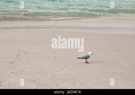 Un australiano Seagull permanente sulla sabbia, circondato da impronte umane, verde acqua di mare in background. Foto Stock