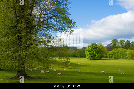 Gestanti pecore al pascolo nei motivi di Chawton House un grado ll* elencati Elizabethan Manor House nel villaggio di Chawton in Hampshire. È stato modulo Foto Stock