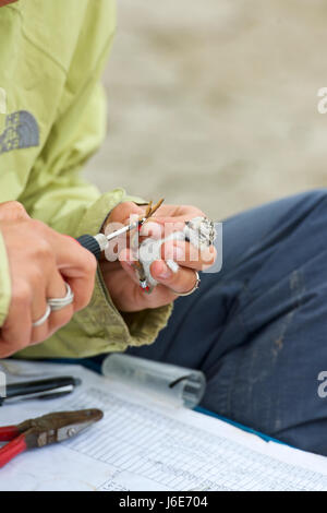 Snowy plover (Charadrius nivosus), scienziato contrassegnare un pulcino. Nord America, Stati Uniti, California, Hayward. Western Snowy Plover, San Francisco B Foto Stock