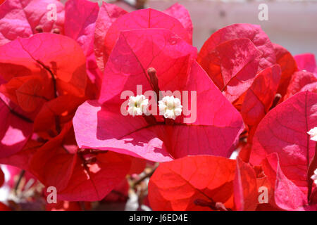 Il Bougainvillea contro una parete bianca, Spagna Foto Stock