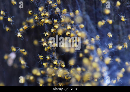 Giardino giovani ragni nel nido close up Foto Stock