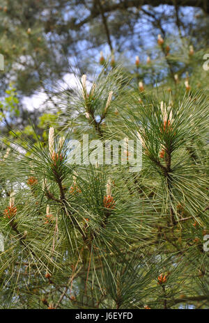 Lodgepole pino coni Foto Stock