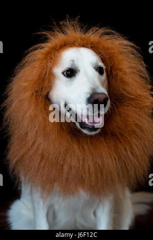 Bianco isolato golden retriever con un leone composta mane contro uno sfondo nero Foto Stock