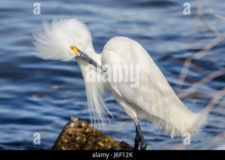 Airone nevoso a St. Andrews State Park in Panama City Beach Florida. Foto Stock