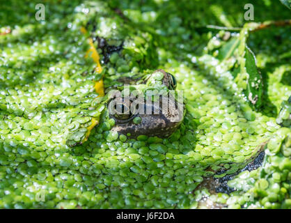 Froglet inserimenti della testa attraverso lenti d'acqua in un laghetto in giardino Foto Stock