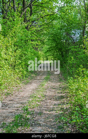 I meandri della vista della strada o pista passando attraverso decidue foresta verde Foto Stock