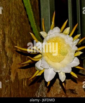 Drago fiore di frutta, aka pitaya, fiorisce solo di notte solo per 8 ore. Foto Stock