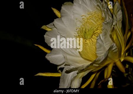 Drago fiore di frutta, aka pitaya, fiorisce solo di notte solo per 8 ore. Foto Stock