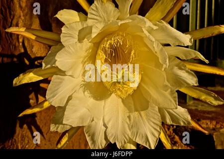 Drago fiore di frutta, aka pitaya, fiorisce solo di notte solo per 8 ore. Foto Stock