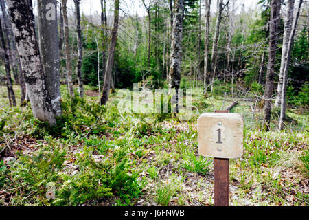 Michigan Upper Peninsula, U.P., UP, Lake Superior, Great Lakes, Pictured Rocks National Lakeshore, Miners Falls Trail, foresta di conifere settentrionale Foto Stock