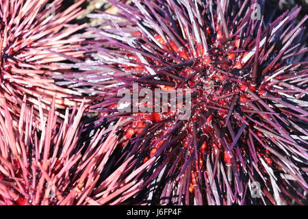 Bella e pungenti rosa e viola i ricci di mare, California. Ricci di mare vengono utilizzati per fare in modo che il piatto Giapponese uni. Foto Stock