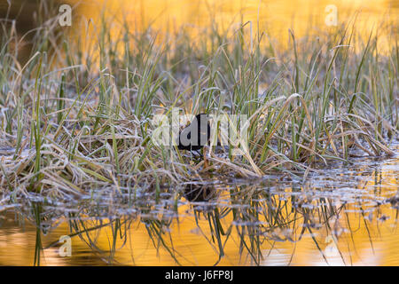 Un rosso-winged blackbird purga attraverso l'erba palustre in un castoro stagno a Schwabacher sbarco. Il Parco Nazionale del Grand Teton, Wyoming Foto Stock