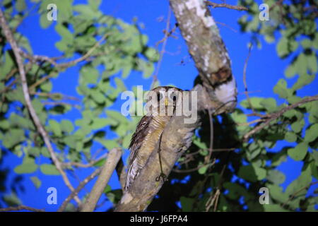 Legno africano allocco (Strix woodfordii) in Zambia Foto Stock