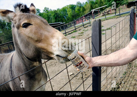 Sevierville Tennessee, Smoky Mountains, Smoky Mountain Deer Farm & Exotic Petting Zoo, zonkey, metà zebra asino, mangime a mano, animale, zebronkey, mammifero, ibrido, Foto Stock