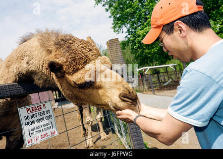 Sevierville Tennessee, Smoky Mountains, Smoky Mountain Deer Farm & Exotic Petting Zoo, cammello, uomo asiatico uomini maschio adulti, alimentazione a mano, dromedario, mammifero, T Foto Stock