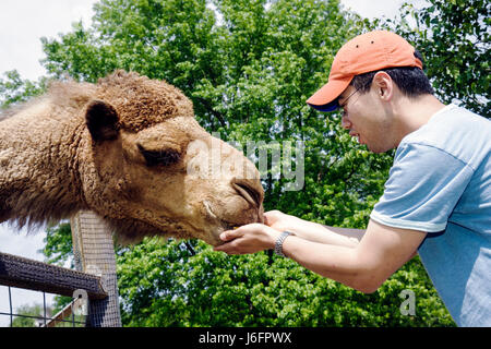 Sevierville Tennessee, Smoky Mountains, Smoky Mountain Deer Farm & Exotic Petting Zoo, cammello, uomo asiatico uomini maschio adulti, alimentazione a mano, dromedario, mammifero, T Foto Stock