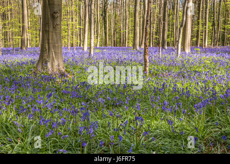 Blue Bell Forest Belgio Foto Stock