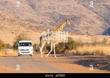 Giraffe vicino fino dal Parco Nazionale di Pilanesberg, Sud Africa. Safari e la fauna selvatica. Cape giraffe o South African giraffe Foto Stock