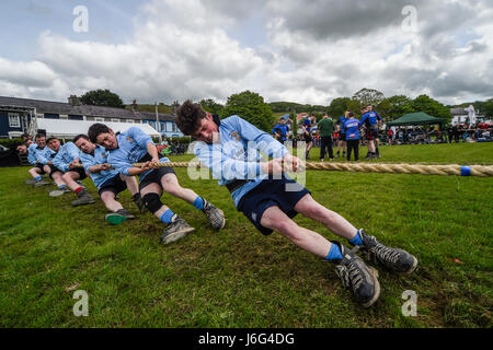 Aberaeron, West Wales, Regno Unito. 21 Maggio, 2017. Per la prima volta un rimorchiatore di guerra di compattazione di fagiolo ha tenuto in piazza archiviato in Aberaeron e il tempo era prefetto bella e soleggiata. Credito: Andrew chittock/Alamy Live News Foto Stock