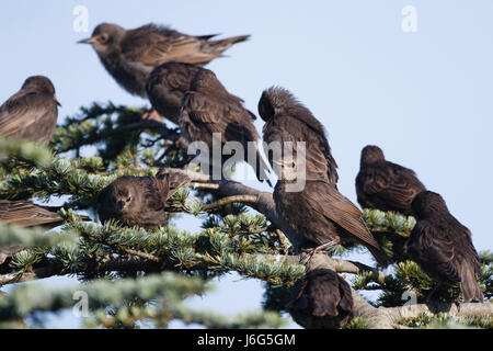 21 Maggio, 2017. Regno Unito meteo. Un gregge di novellame di storni a sedersi in un albero in un pomeriggio luminoso in East Sussex, UK Credit: Ed Brown/Alamy Live News Foto Stock