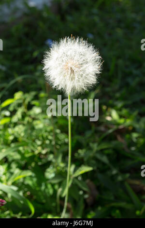 Asuncion, Paraguay. 21 Maggio 2017. Pomeriggio soleggiato in Asuncion, come Chaptalia nutans semi sono pronti per essere tolti dal vento, è visto nella capitale del Paraguay. Credit: Andre M. Chang/Alamy Live News Foto Stock