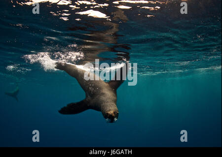 La pelliccia del sud, Guarnizioni Arctocephalus australis, Diego Ramirez Isola, Cile Foto Stock