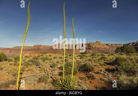 Utah Agave noto anche come Kaibab secolo sulla pianta a ferro di cavallo in Mesa nel Grand Canyon di Arizona Parco Nazionale Foto Stock