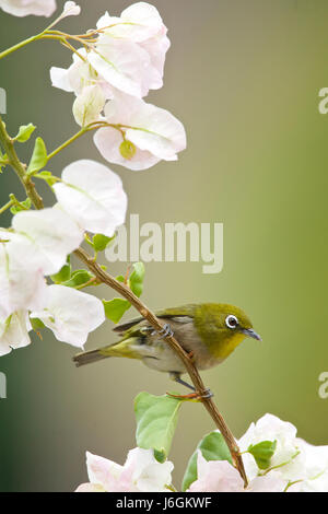 Bianco giapponese-eye (Zosterops japonicus) Foto Stock