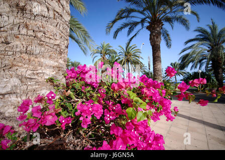 Isola vulcanica di Fuerteventura Foto Stock