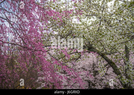 Fiori Ciliegio alberi Foto Stock