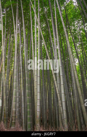 Foresta di bamboo a Kyoto in Giappone Foto Stock