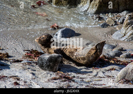 Monterey Bay guarnizioni e cuccioli Foto Stock